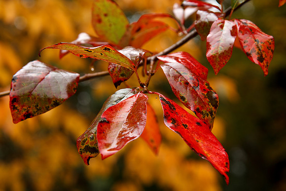 Autumn Leaves, Mt Wilson, Autumn 2011