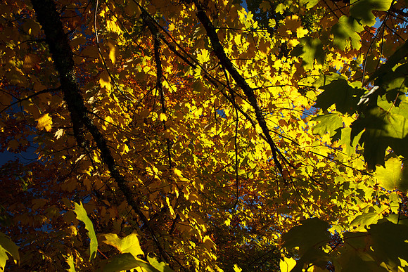 Autumn Trees, Mt Wilson, Autumn 2011