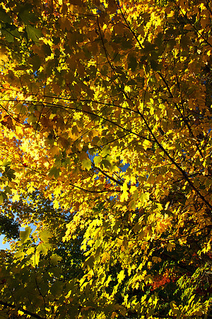 Maple, Mt Wilson, Autumn 2011