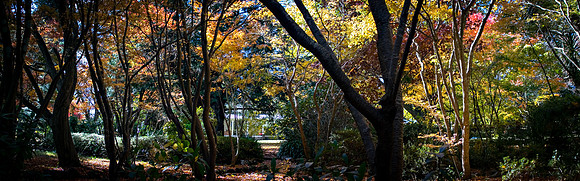 autumn garden panorama_edited-1