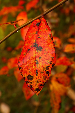 Autumn Leaf, Mt Wilson, Autumn 2011